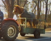 Befähigungsnachweis Tiertransport 2/24